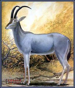 南非藍馬羚 南非藍馬羚
