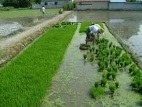 長泠江村 長泠江村