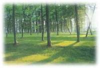 魯南海濱國家森林公園