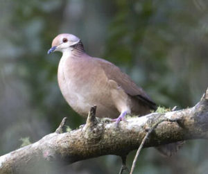 白臉蕉鳩 白臉蕉鳩
