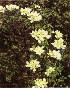 毛果繡球藤 毛果繡球藤