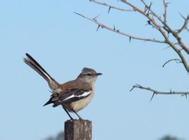 白斑小嘲鶇 白斑小嘲鶇