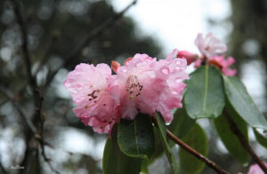 川西杜鵑 川西杜鵑