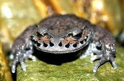 密棘髭蟾 密棘髭蟾