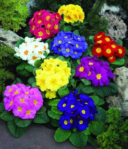 滇南報春 滇南報春