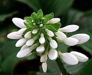 白玉簪花 白玉簪花