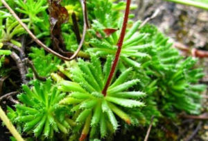 篦齒虎耳草 篦齒虎耳草