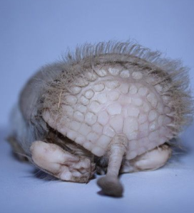 粉紅犰狳 粉紅犰狳