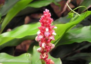 密穗山姜 密穗山姜