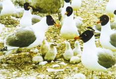 鳥島自然保護區