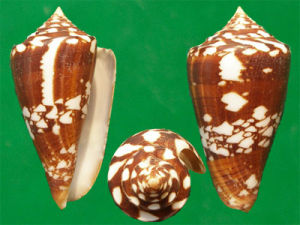 茶花芋螺 茶花芋螺