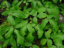 三葉漆屬 三葉漆屬