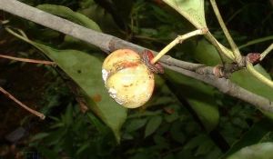 碧江衛矛 碧江衛矛