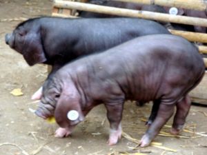 杜羅克豬 杜羅克豬