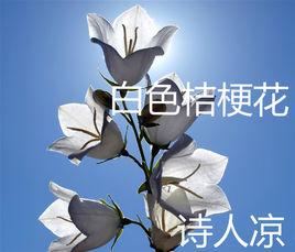 白色桔梗花 白色桔梗花