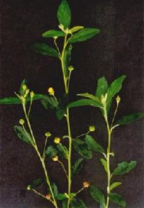 黃花母根 黃花母根