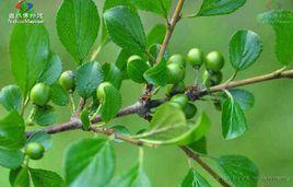 雀梅藤根[雀梅藤根]