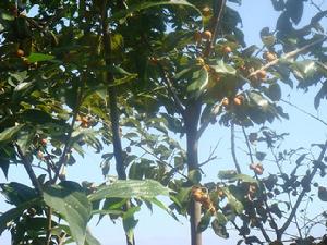 （圖）果樹種植 