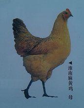 淮南麻黃雞（母）
