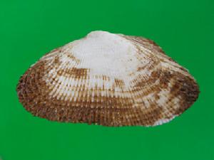 芮氏胡魁蛤 芮氏胡魁蛤