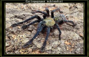 馬來西亞地老虎