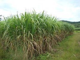 板崍自然村 板崍自然村