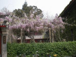 北京大學哲學系一角