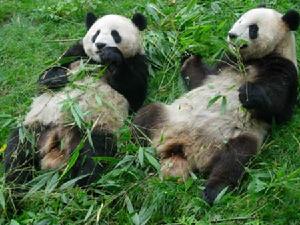 臥龍自然保護區