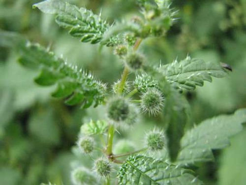 雌花被刺狀毛包裹