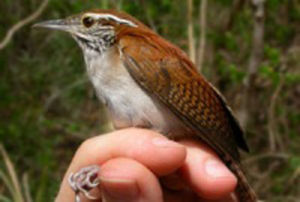 尼氏葦鷦鷯 尼氏葦鷦鷯