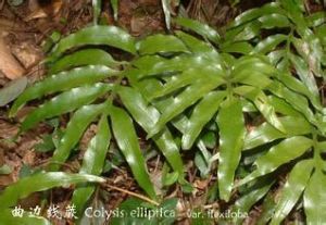 蕨葉曲燈蘚 蕨葉曲燈蘚