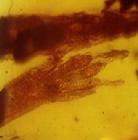 保存在琥珀中1億年的壁虎化石腳趾清晰可見