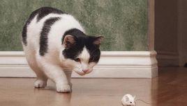 貓逮老鼠 貓逮老鼠