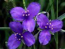 紫苑花