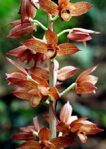 無葉美冠蘭 無葉美冠蘭