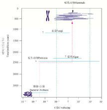 平均來說，真核生物的C值比原核生物高約3.5個數量級