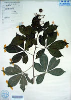 兩歧五加 兩歧五加