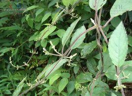 白毛雞矢藤 白毛雞矢藤