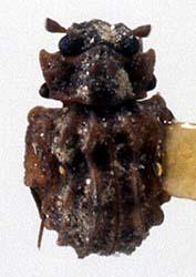 單跗甲科 單跗甲科