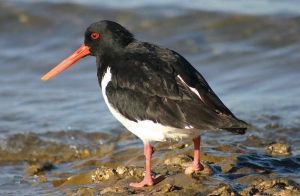 查塔姆群島蠣鷸 查塔姆群島蠣鷸