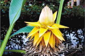 千瓣寶蓮 千瓣寶蓮