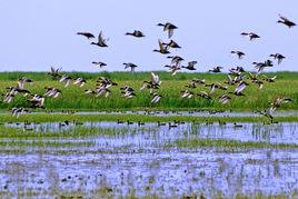 內蒙古納林湖國家濕地公園 內蒙古納林湖國家濕地公園