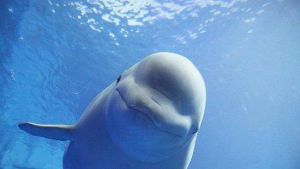 曲江海洋極地公園 曲江海洋極地公園