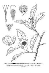 荔波紅瘤果茶 荔波紅瘤果茶