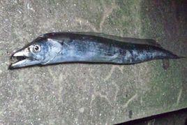 日本帶魚 日本帶魚