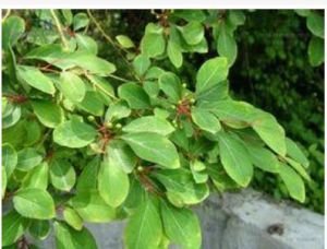 湖北木姜子 湖北木姜子