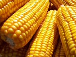 玉米