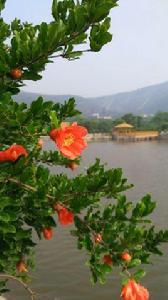 賈汪大洞山石榴 賈汪大洞山石榴