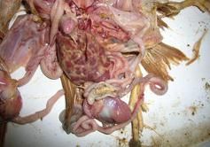 聚醚類抗球蟲藥中毒——病禽剖解