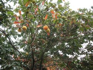 浪泥箐村特色產業-柿子